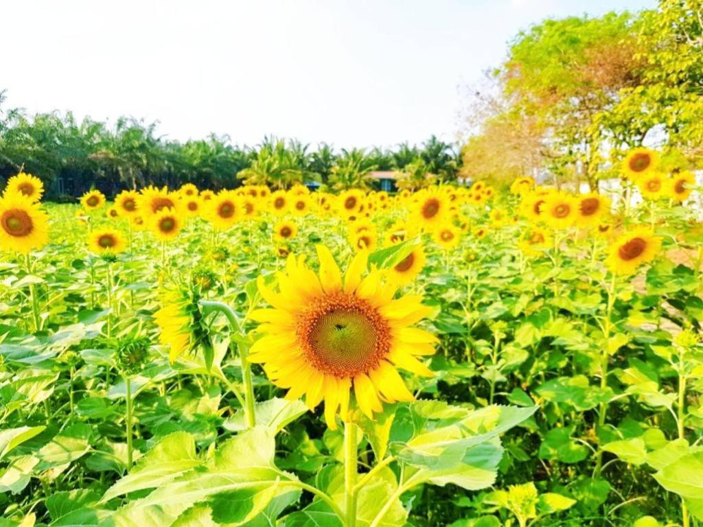 ไทยเอเซีย โกลเดนซี รีสอร์ท พระนครศรีอยุธยา ภายนอก รูปภาพ